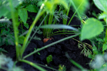 Close-up view of orange carrots with green leaves growing in soil in domestic vegetable garden in a summer day. Soft focus. Organic food theme.