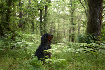 Black dog in the forest, greenery. Gordon setter outdoors in summer. Walking with a pet