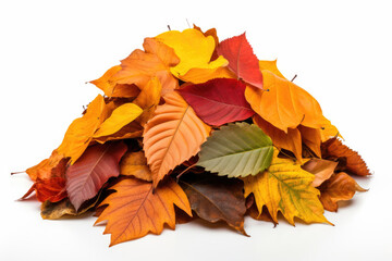 Big pile of colorful autumn leaves isolated on white background