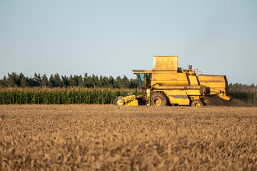 Obraz premium a yellow tractor threshes a grain field on a background of green trees.