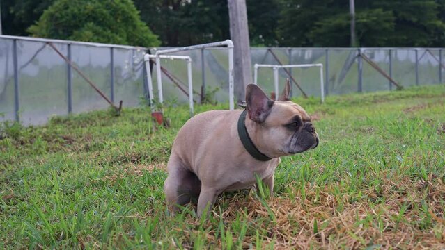 French bulldog poop at grass field
