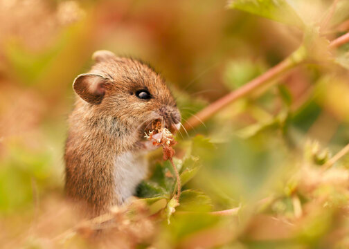 Waldmaus (Apodemus sylvaticus)