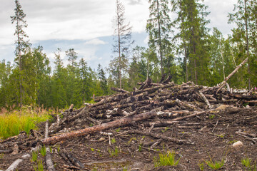 Logging residues (felling waste) are thrown at the site of the former timber exchange. Overgrown...