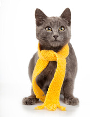gray kitten in yellow scarf on a white background, smoky cat in knitted scarf, isolated on white