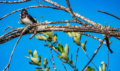 A brood of common swallow (Hirundo rustica) has left the nest and lives in the swamp...