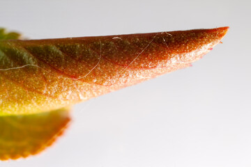 Plant phenology, the alchemy of spring. European bird cherry tree (Prunus padus) vegetative bud,...
