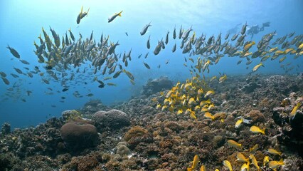 Tracking underwater shot over coral reef with school of fish and SCUBA divers