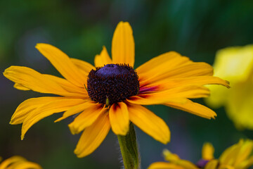 Spring garden after rain. Beautiful blooming colorful flowers. There are drops of water on the leaves.