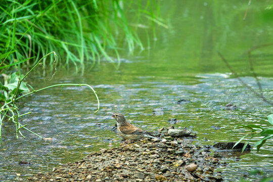 A Eurasian linnek (Acanthis cannabina) (Carduelis cannabina) drinks water from a stream. Mountain Crimea