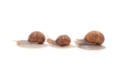 Thee beautiful snails.