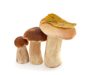 Three brown mushrooms.
