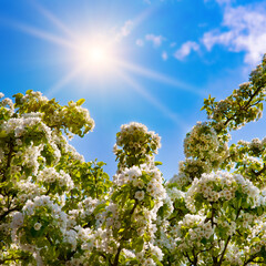 Blossoming pear against the blue sky .