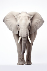 Obraz premium Elephant portrait on white background