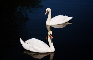 White swan on the lake with blue dark background