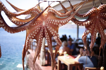 Octopus clean and ready to be cooked in a Mediterranean restaurant - obrazy, fototapety, plakaty