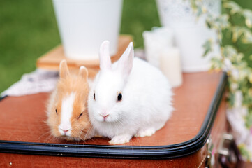 Spring and Easter. Cute little rabbits on valise.