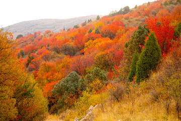 Fototapeta premium Red and yellow leaves of trees in the autumn forest on a blurred background. Autumn nature. Beautiful autumn landscape with place for text.