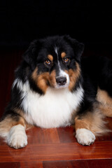 AUSTRALIAN SHEPHERD. 