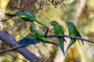 A Plain Parakeet flock also know as Periquito fighting perched on branch. Species Brotogeris chiriri. Birdwatching. Birding. Parrot.