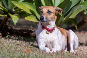A white and brown spotted female dog, with pink collar in the garden. Animal world. Pet lover. Dog...