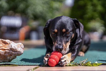 Kleine Abkühlung für den Hund