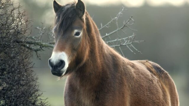 Closeup sunlit wild exmoor pony horse have rest standing in the middle of pasture in late autumn nature habitat in Milovice, Czech republic. Protected animals considered as horse ancestor
