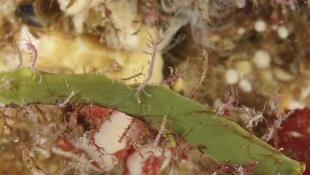 Colony of skeleton shrimps Caprella sp. attached to algae, order Amphipoda. Omnivorous, feeding on diatoms, detritus, protozoans, and crustacean larvae. White sea