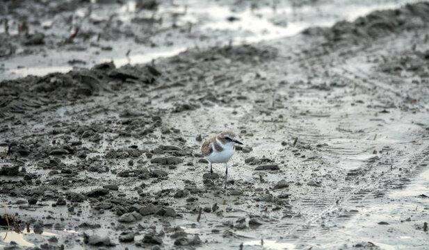 Bandar Abbas, Iran, January. Plover (Charadrius sp.) on Strait of Hormuz as wintering place and feeding in surf interstitial fauna