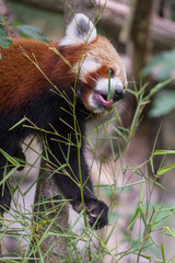 Fototapeta premium The red panda, Ailurus fulgens, the lesser panda, a small mammal is on the tree branch. Vertical photo