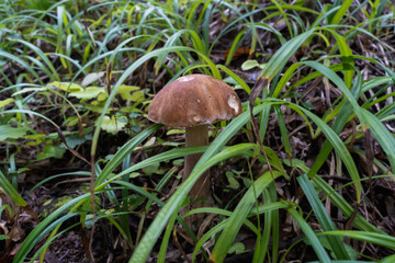 white mushrooms in the forest. Ecotourism in the forest. Mushrooms in the background of the forest,