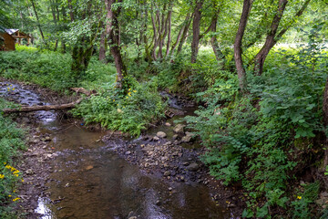 A small river deep in the forest, a mountain stream in the Carpathians