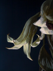Dried old lily flowers of white color on a dark black background