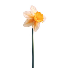 Naklejka na ściany i meble daffodil isolated on white or transparent background, PNG
