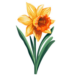 daffodil isolated on white or transparent background, PNG