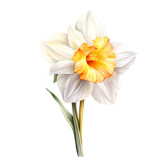 Obraz na płótnie Canvas daffodil isolated on white or transparent background, PNG