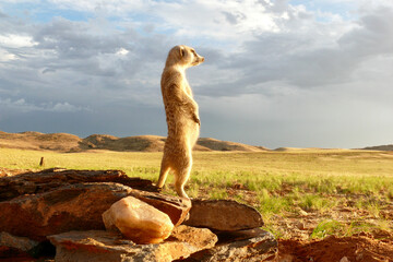 meerkat guard, suricata suricatta, standing upright watching environment