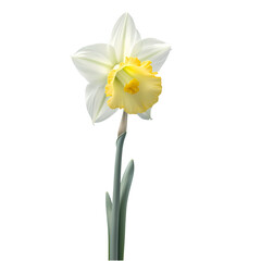 Naklejka na ściany i meble daffodils isolated on transparent background