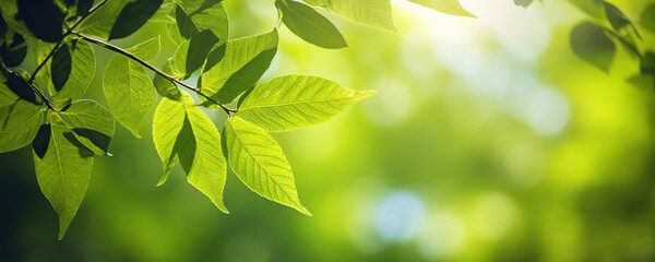 Fresh leaves on summer natural green background. Eco concept, copy space
