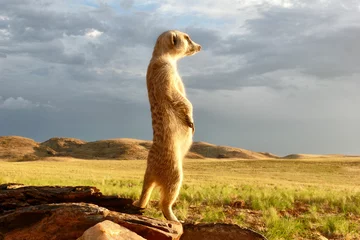 Foto auf Alu-Dibond meerkat guard, suricata suricatta, standing upright watching environment, close © dblumenberg