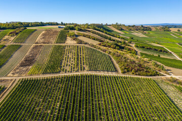 Bird's-eye view of vineyards in Rheinhessen near Gau Weinheim/Germany