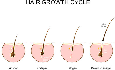 Hair growth cycle.