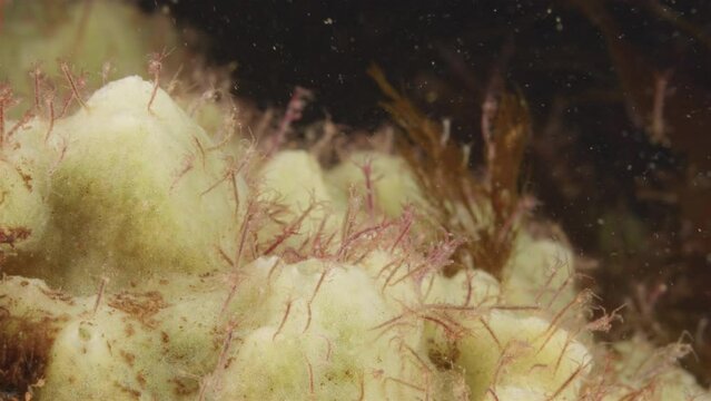 Colony of skeleton shrimps Caprella sp., order Amphipoda. Omnivorous, feeding on diatoms, detritus, protozoans, and crustacean larvae. White sea