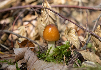 Mushroom saffron ringless amanita in forest. Amanita crocea. Selective focus, blurred background