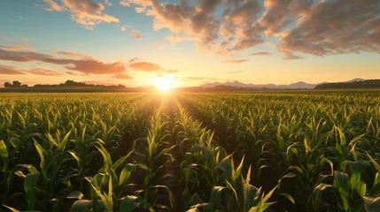 Fotobehang Corn field during sunset. Aerial shot of a beautiful cornfield during a summer sunrise. Rich harvest and agriculture Concept. Ready to harvest maize grains on a farm during a beautiful summer sunset © Valua Vitaly