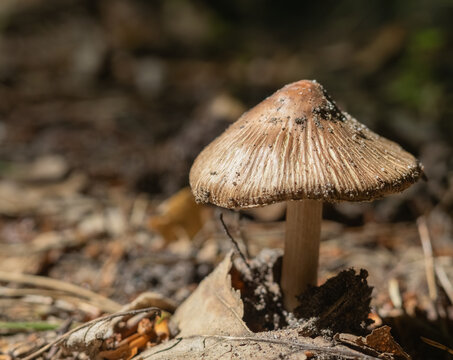 Mushroom Frosty Fibrecap (Inocybe maculata). Inosperma maculatum. Selective focus, blurred background