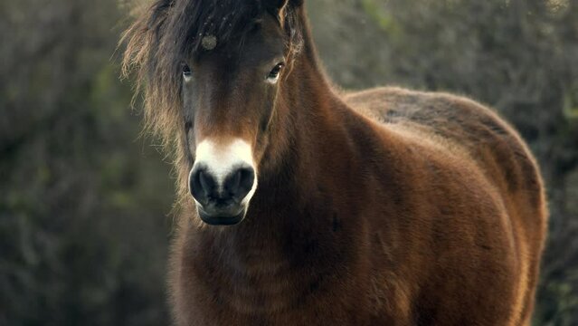 Closeup sunlit wild exmoor pony horse have rest standing in the middle of pasture in late autumn nature habitat in Milovice, Czech republic. Protected animals considered as horse ancestor