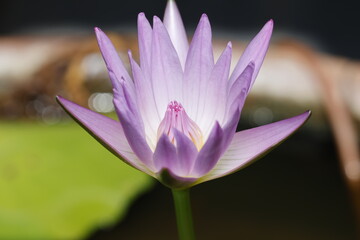 pink water lily flower