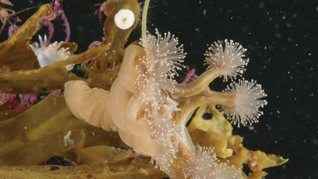 Stalked jellyfishes, sedentary medusa Lucernaria quadricornis, order Stauromedusae, Phylum Cnidaria, attach to algae or other hard surfaces. White sea