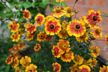 Close up of Helenium flowers in garden