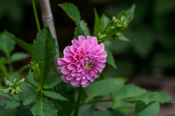 Gorgeous pink dahlias. Perennial dahlia flowers, hobby, gardening.